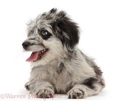 Blue merle Cadoodle puppy looking to side