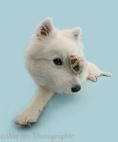 White Japanese Spitz dog peeking out from paw