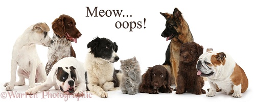 Cat surrounded by dogs - Meow oops