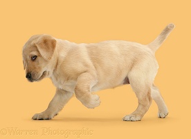 Yellow Labrador pup Swiggity Swooty comin for dat Booty