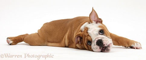 Playful Bulldog pup, 11 weeks old, lying stretched out