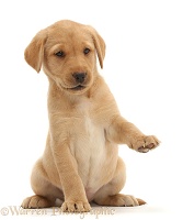 Cute Yellow Labrador puppy with raised paw
