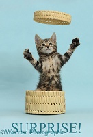 Surprise - tabby kitten bursting out of a basket