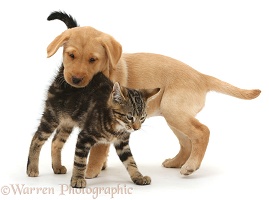 Tabby kitten with Yellow Labrador puppy