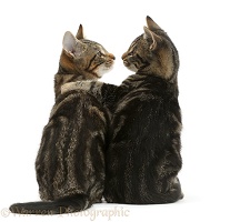 Tabby cats arm-in-arm