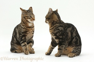Tabby cats squaring up