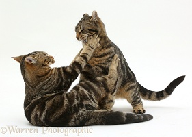 Tabby cats play-fighting