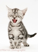 Silver tabby British Shorthair kitten miaowing