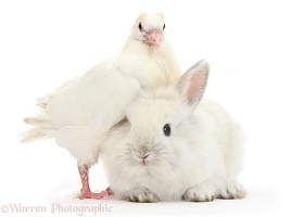 White dove and baby bunny