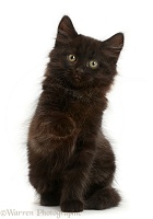 Fluffy black kitten, 10 weeks old
