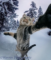 Snowboarding cat selfie