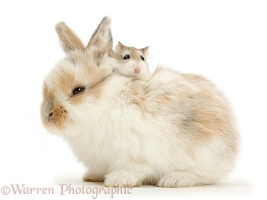 Baby bunny with Roborovski Hamster riding on back
