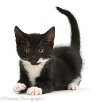 Playful black-and-white kitten
