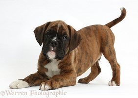 Boxer puppy, 8 weeks old, in play-bow