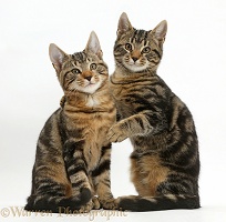 Tabby cats together, one with arm around the other