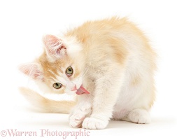 Light ginger Maine Coon kitten licking his arm