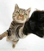 Talk to the Paw cat