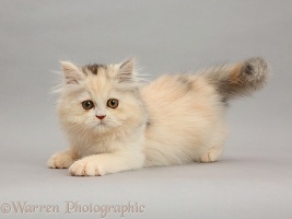 Persian kitten on grey background
