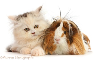 Persian kitten and Guinea pig