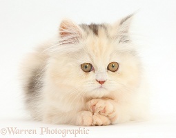 Persian kitten with paws crossed