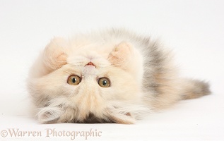Persian kitten lying on her back
