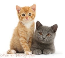 Ginger kitten and Blue British Shorthair kitten