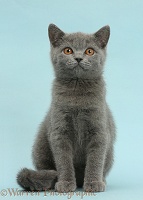 Blue British Shorthair kitten on blue background