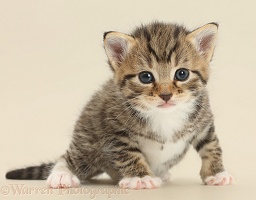 Cute tabby kitten on beige background