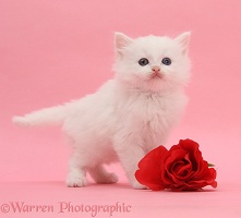 White kitten with red rose on pink background