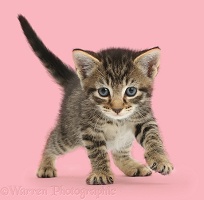 Adorable tabby kitten walking on pink background