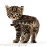 Cute tabby kitten standing and looking round