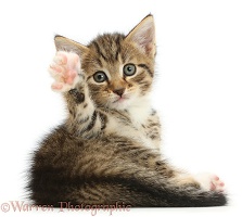 Cute tabby kitten waving