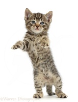 Small tabby kitten standing with raised paws