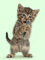 Small tabby kitten, holding and singing into microphone