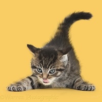 Cute playful tabby kitten, on yellow background