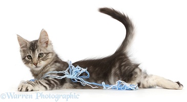 Silver tabby kitten lying stretched out with wool