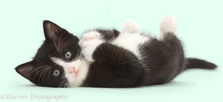 Black-and-white kitten lying on his back and looking cute