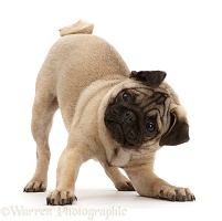 Pug puppy in play-bow