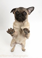 Pug puppy standing on hind legs, paws raised