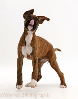 Playful brindle Boxer puppy with tongue out