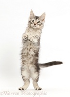 Silver tabby kitten standing up on his hind legs