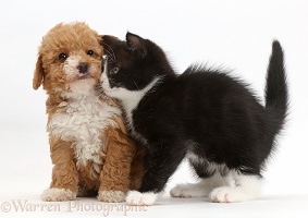 Black-and-white kitten rubbing goldendoodle puppy