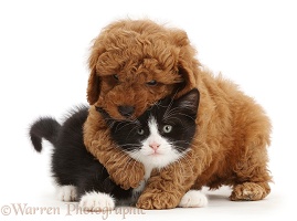 Cavapoo puppy wrestling black-and-white kitten