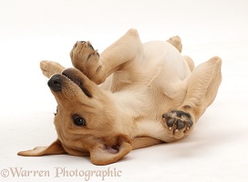 Yellow Labrador puppy lying on back
