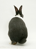 Black-and-white Dutch rabbit from behind