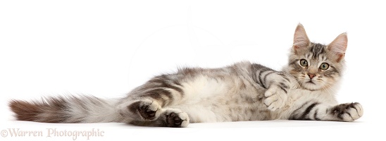 Silver tabby kitten lying on his side
