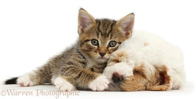 Tabby kitten lounging on sleepy Cockapoo puppy