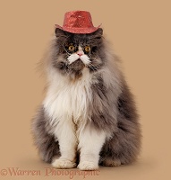 Persian male cat wearing a cowboy hat