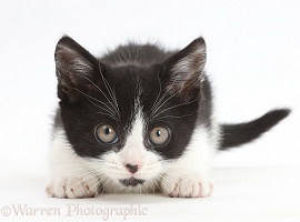 Black-and-white kitten staring intently