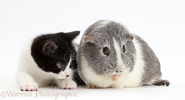 Black-and-white kitten with Guinea pig